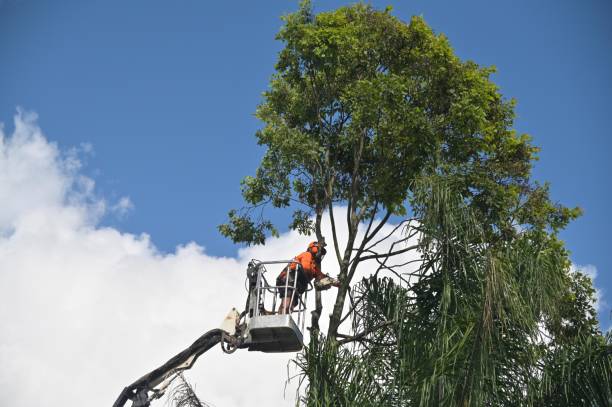 Trusted Midland Park, NJ Tree Care Experts