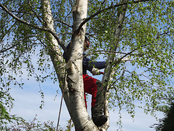 Best Commercial Tree Services  in Midland Park, NJ